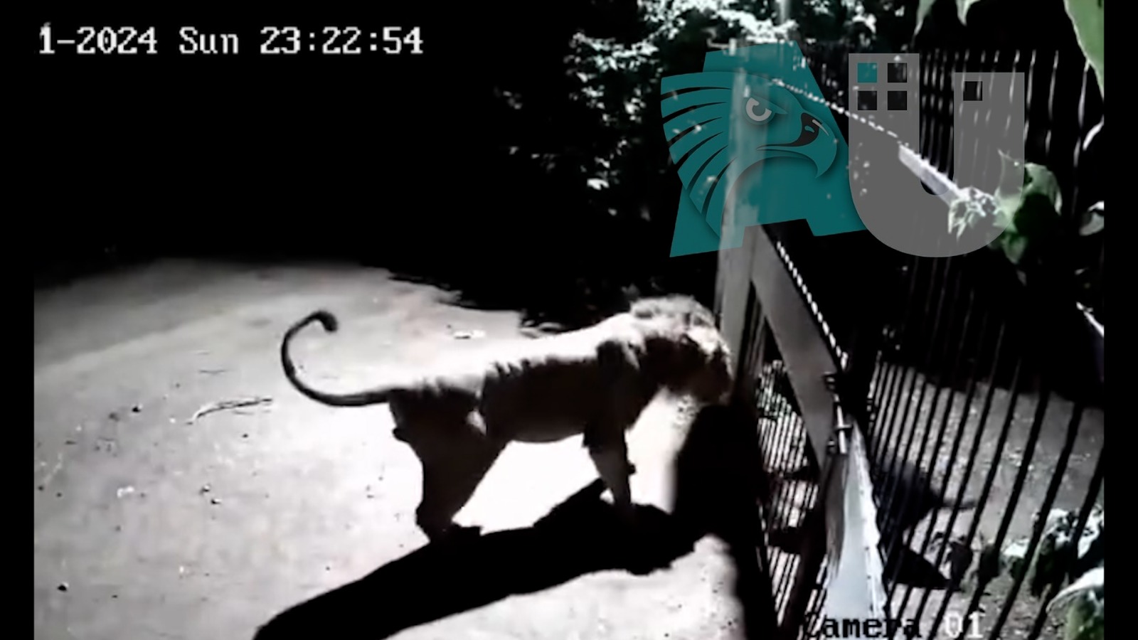 Dos perros enfrentaron leones,  el video viral del momento