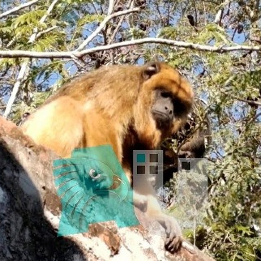 Corrientes: rescatan a monos carayá heridos por maltrato