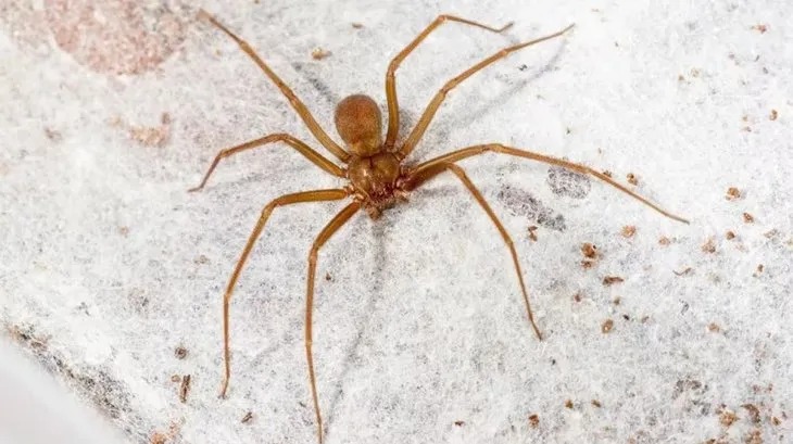 Trágica muerte por la picadura de una araña 