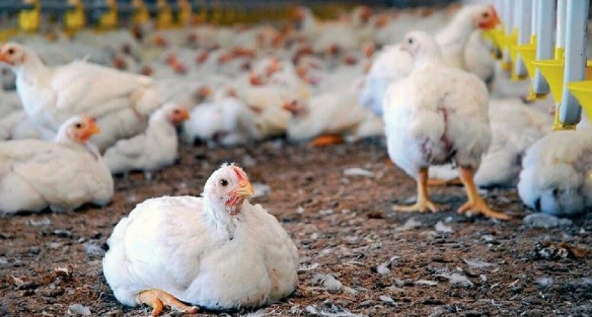 Para frenar contagios Francia volverá a vacunar contra la gripe aviar