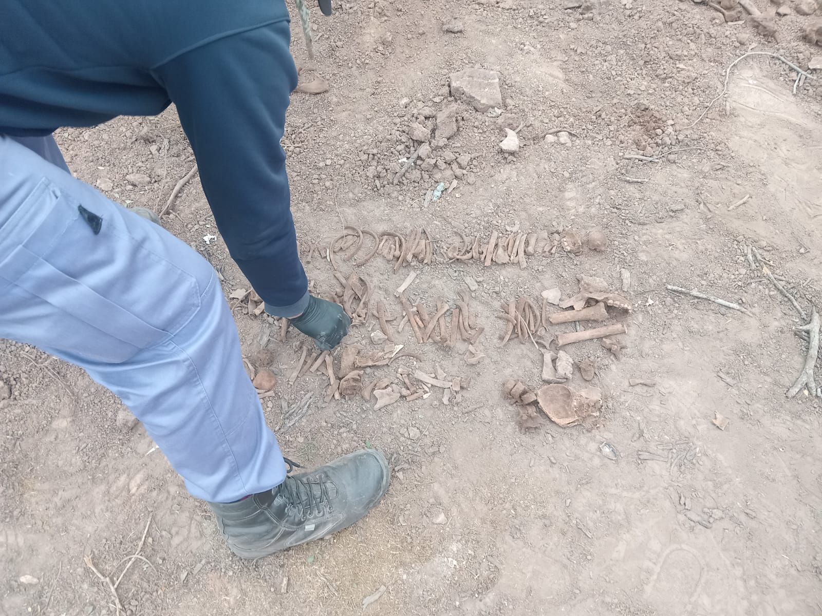 Castelli: un peón encontró 488 restos óseos mientras cortaba la raíz de un árbol