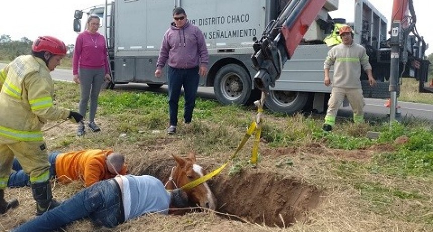 Rescatan sano y salvo a un caballo que cayó a un pozo en La Leonesa 