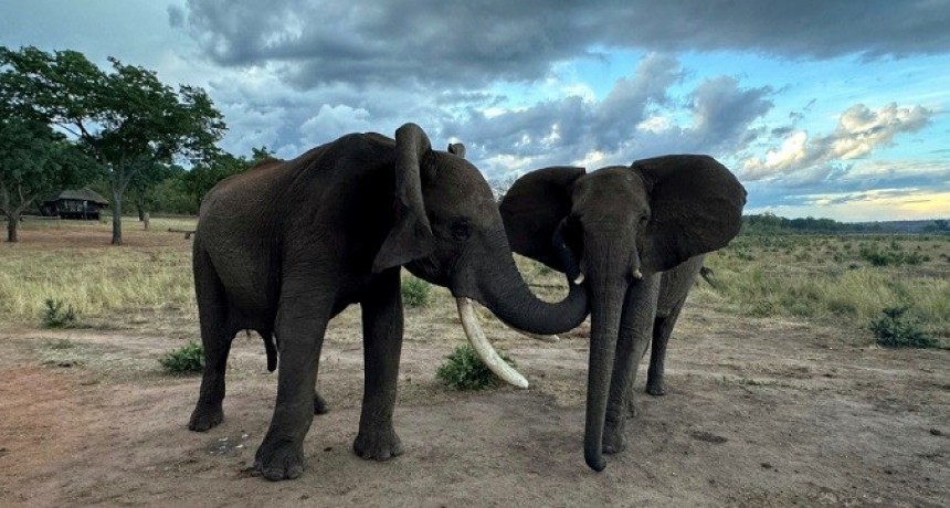 Por el hambre, Namibia va a faenar más de 700 elefantes, cebras e hipopótamos