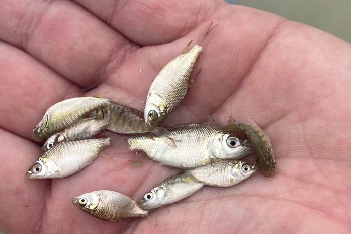 Atención pescadores: innovador proyecto de la UNNE para la producción de carnadas vivas