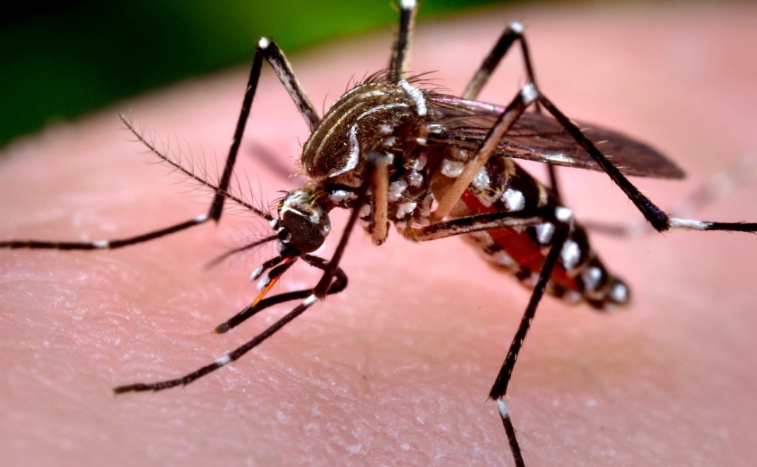 Detectan una variación en los mosquitos transmisores de dengue que los hace resistentes a insecticidas