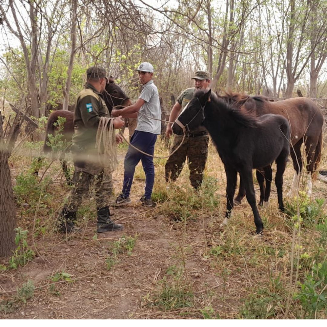 Animales sueltos: nuevos operativos para prevenir accidentes 