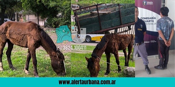 Resistencia: rescataron a caballos del maltrato animal y detuvieron al carrero 