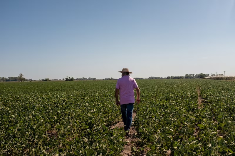 Crisis del campo: La Argentina perdió más de 6.500 productores de soja en cuatro años