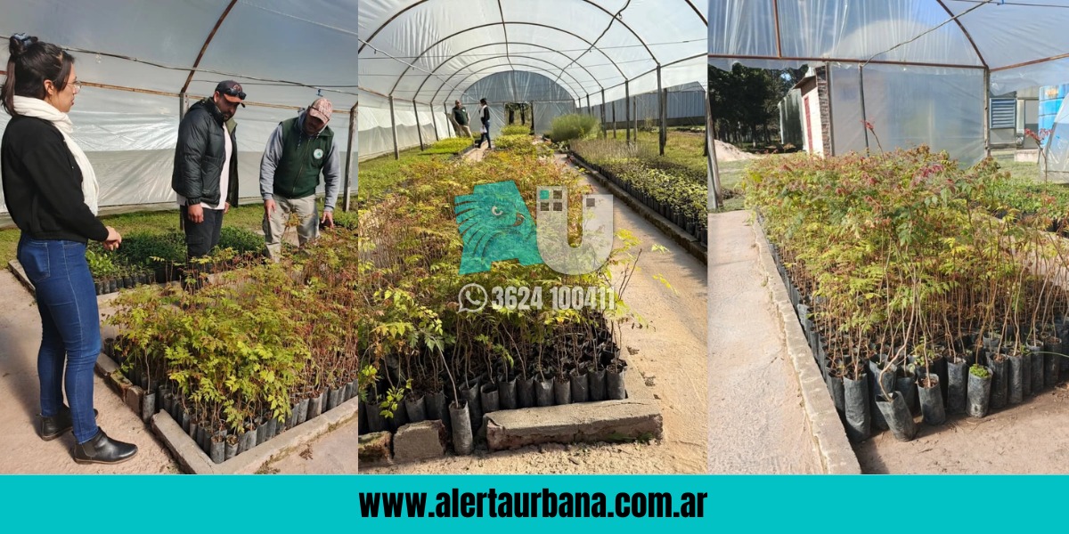 El municipio de Makallé avanza con la segunda etapa de reforestación en los barrios
