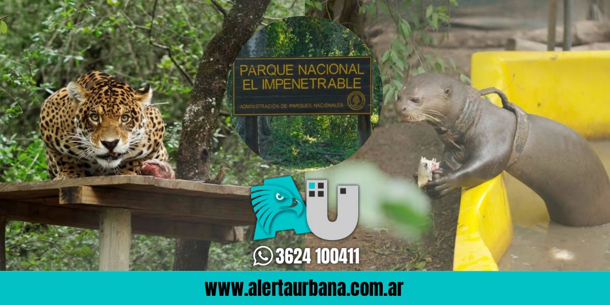 El yaguareté y la nutria gigante, las dos especies que El Impenetrable cuida como oro
