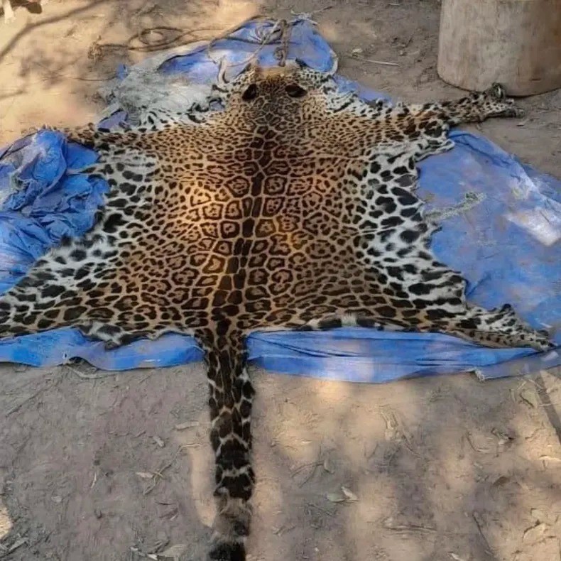 Formosa: histórica condena de dos años de prisión domiciliaria a cazadores que mataron un yaguareté