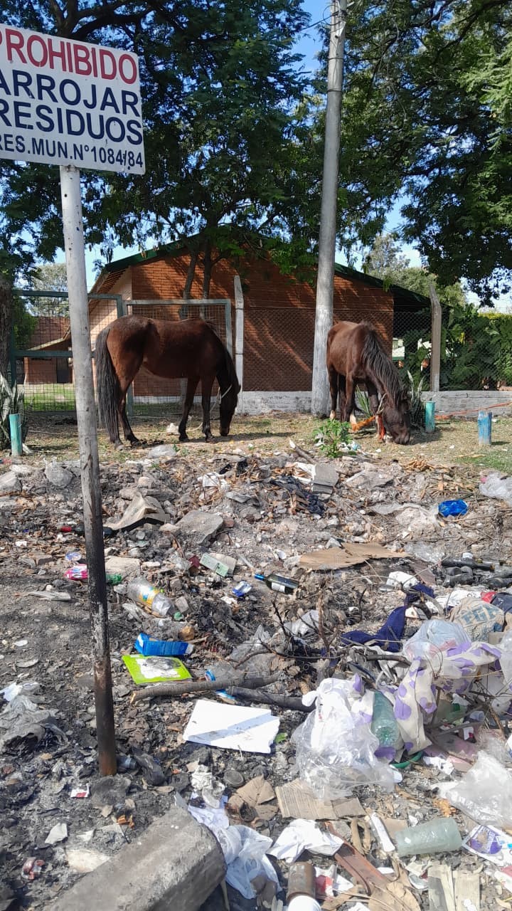 Abandono animal: caballos están atados hace más de 48 horas a la buena de Dios