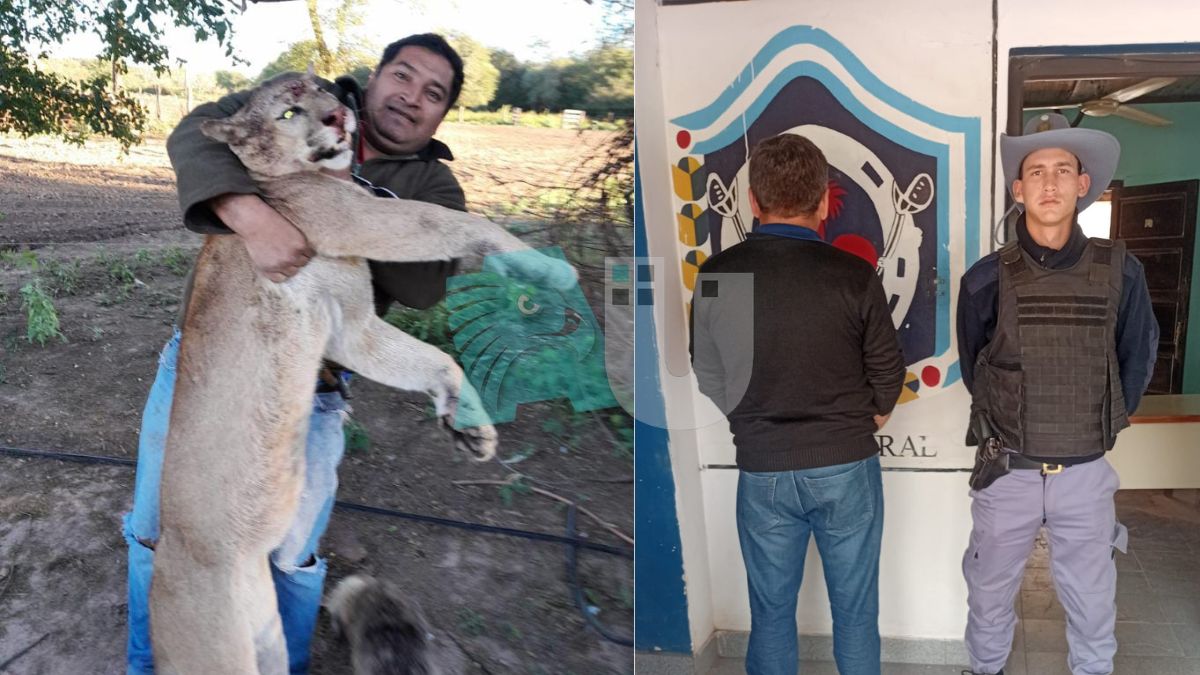Pampa del Indio: tras un mes de investigación, cae el cazador de un puma concolor
