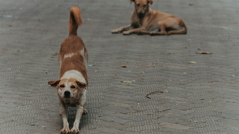 Alarma en la Ciudad de Buenos Aires: denuncian que envenenan perros