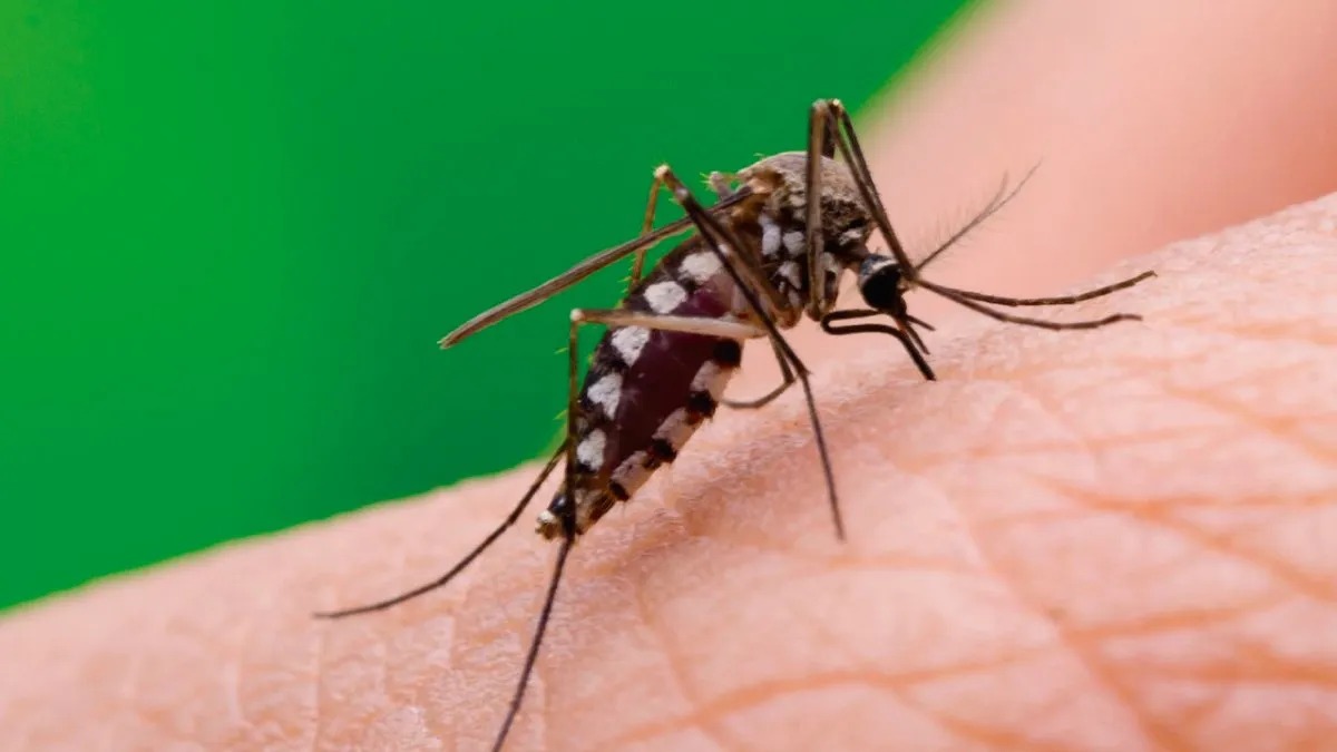 Hoy es el Día Internacional de la Lucha contra el Dengue