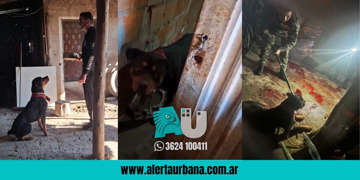 Rottweiler que atacó a su dueña evidenció maltratos y se recupera en una fundación