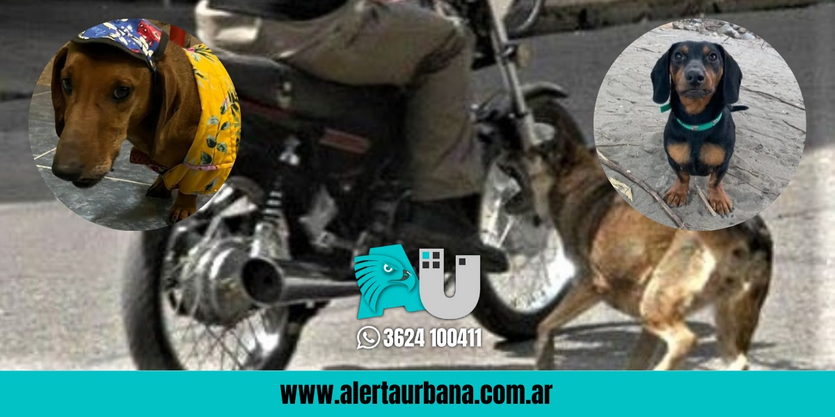 ¿Culpables o inocentes?: Millonaria multa a dos salchichas que le ladraron a una moto