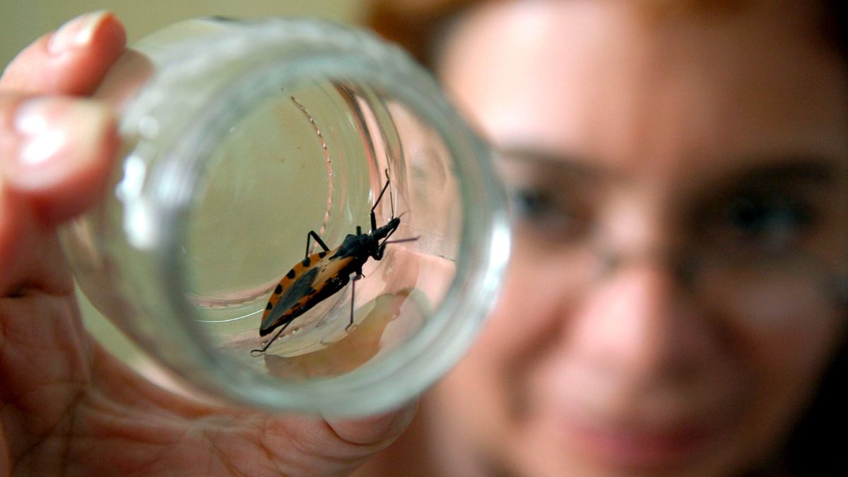 Chagas, la enfermedad silenciosa que afecta a la salud de los chaqueños