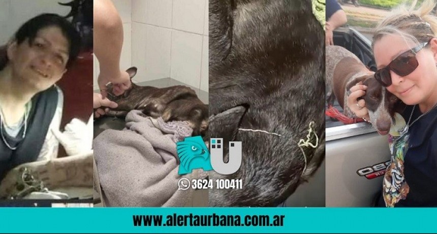 Grave: Los perros pasan tanta hambre que atacan a otros para comérselos