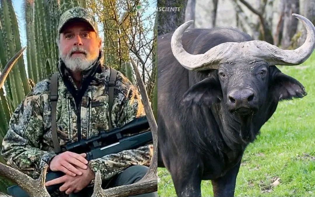 “Muerte Negra”: Un búfalo de 1.300 kilos atropelló y mató a un millonario cazador norteamericano