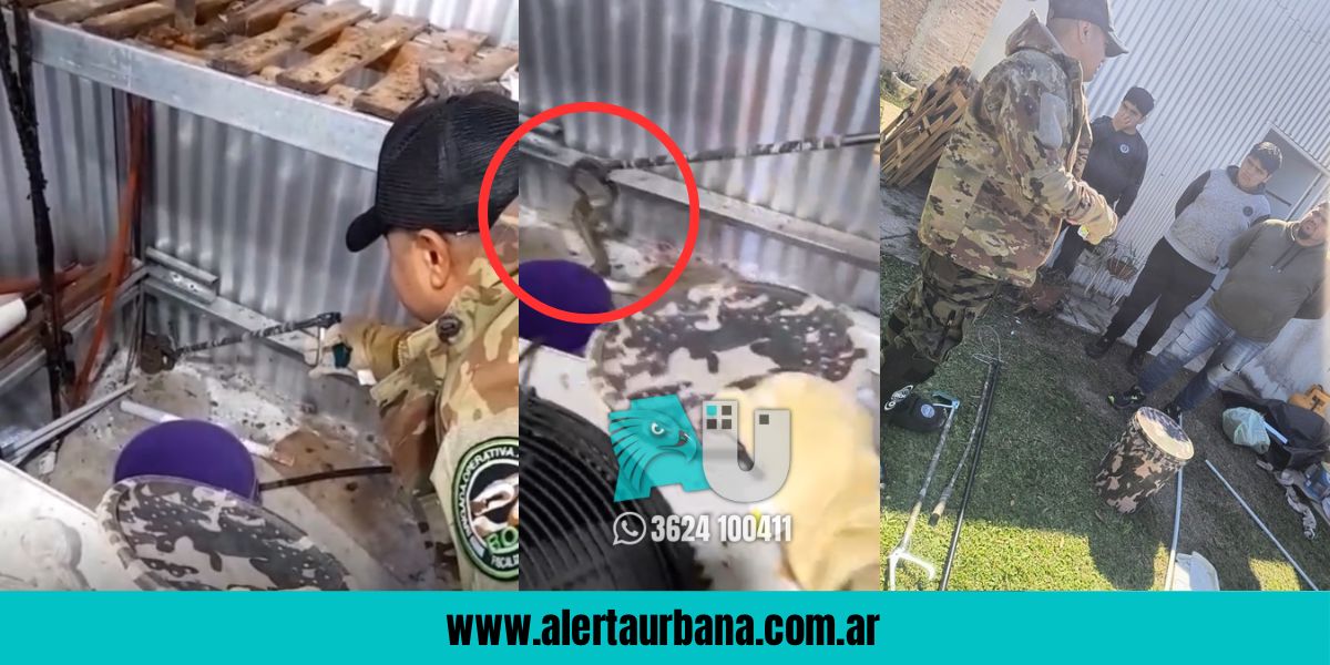 Encontraron una yarará en Colonia Popular 