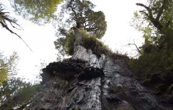 El árbol más antiguo del mundo