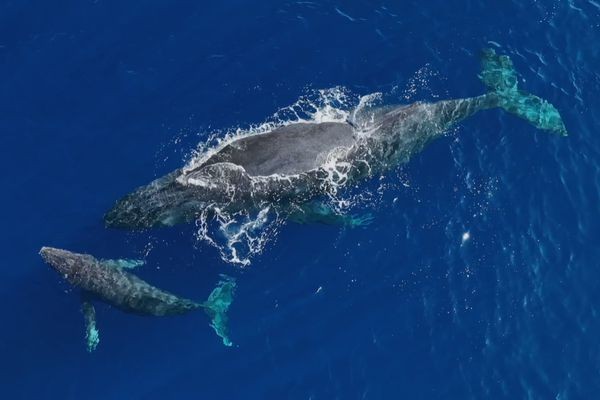 Encuentran seis ballenas muertas en las costas de Puerto Pirámides Chubut