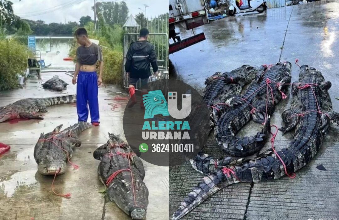 Más de 70 cocodrilos escaparon de una granja en China tras las lluvias torrenciales