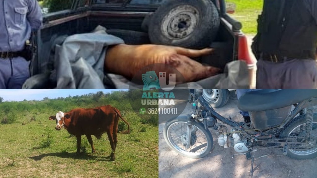 Machagai: secuestran 120 kilos de carne sin medidas de seguridad; animales y una moto adulterada