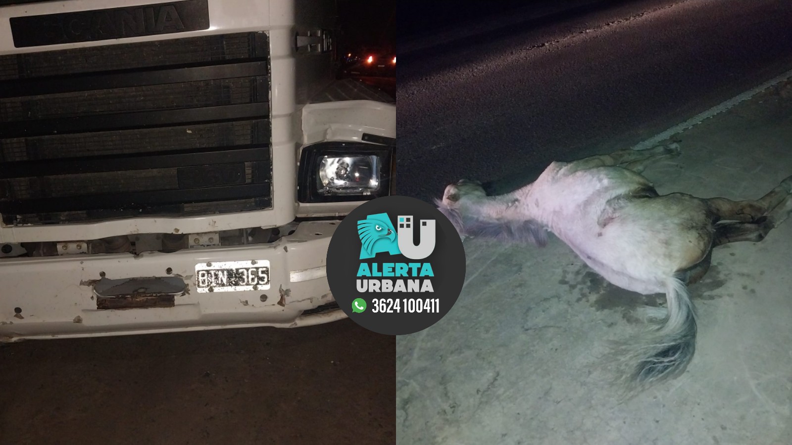 Machagai- Se Salvó de Milagros: conducía un camión y chocó un equino en la ruta; el animal murió 