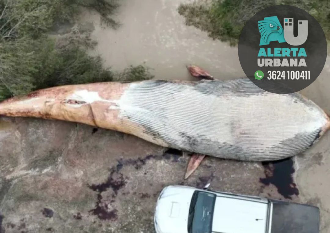 Insólito: encontraron una ballena de 20 toneladas muerta en la costa uruguaya