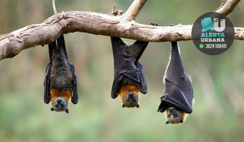 Tierra del Fuego: murciélagos con rabia, piden vacunar a sus mascotas