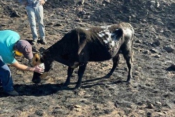 Incendios en Córdoba: estremecen las imágenes de animales quemados