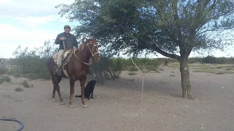 Misterio y desconcierto en La Pampa: encuentran 30 vacunos muertos, entre los que había animales mutilados