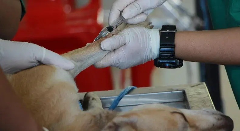 Corrientes tendrá el primer banco de sangre animal del país