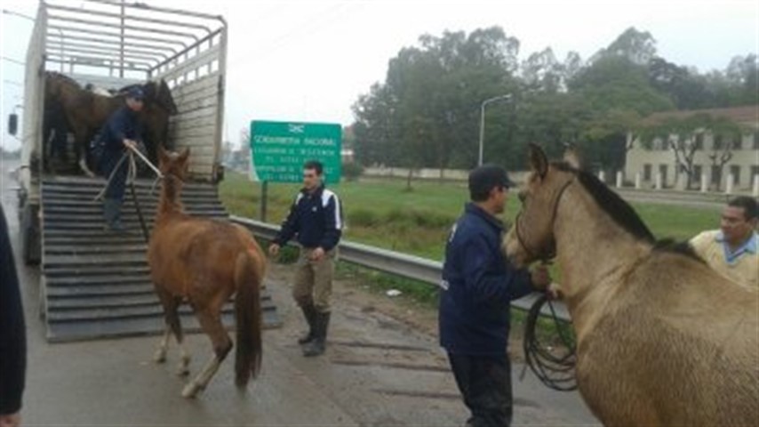 El Municipio de Barranqueras recordó la línea telefónica para denunciar caballos sueltos