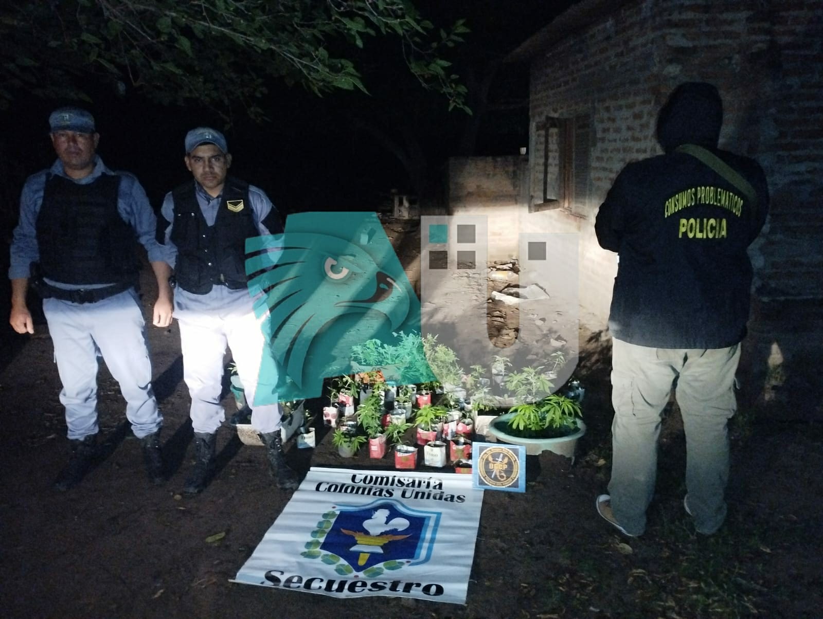 Colonias Unidas:  un padre denunció a su hijo que tenía  57 plantines de marihuana escondidos en la casa