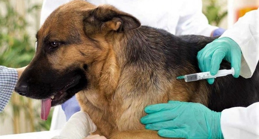 El viernes 6 vacunarán gratis a perros y gatos de Fontana