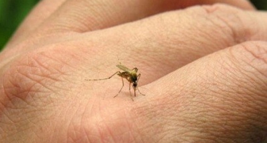 Salud nacional actualiza información sobre circulación de dengue del Chaco