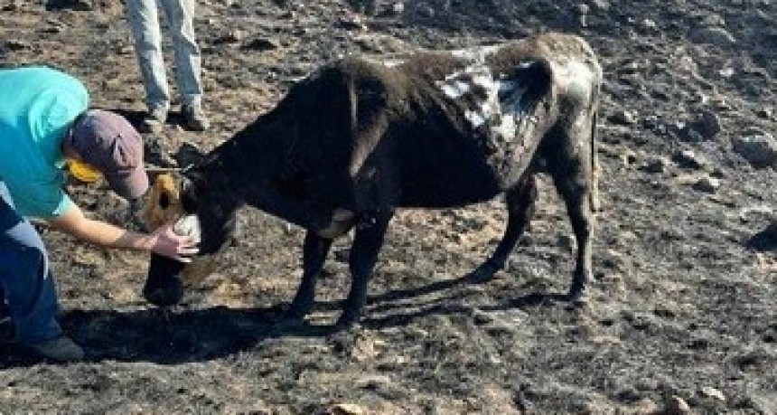 Incendios en Córdoba: estremecen las imágenes de animales quemados