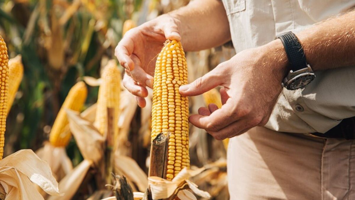 Día del Agricultor y del Productor Agropecuario: ¿ por qué se celebra?