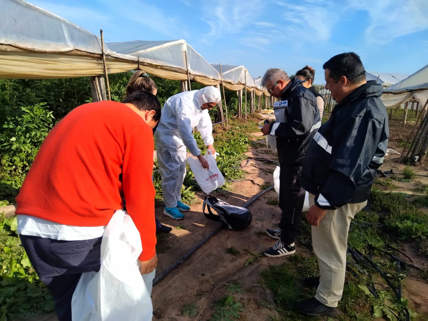 El Senasa intensifica en el Chaco la prevención contra un virus que afecta a plantaciones de tomate