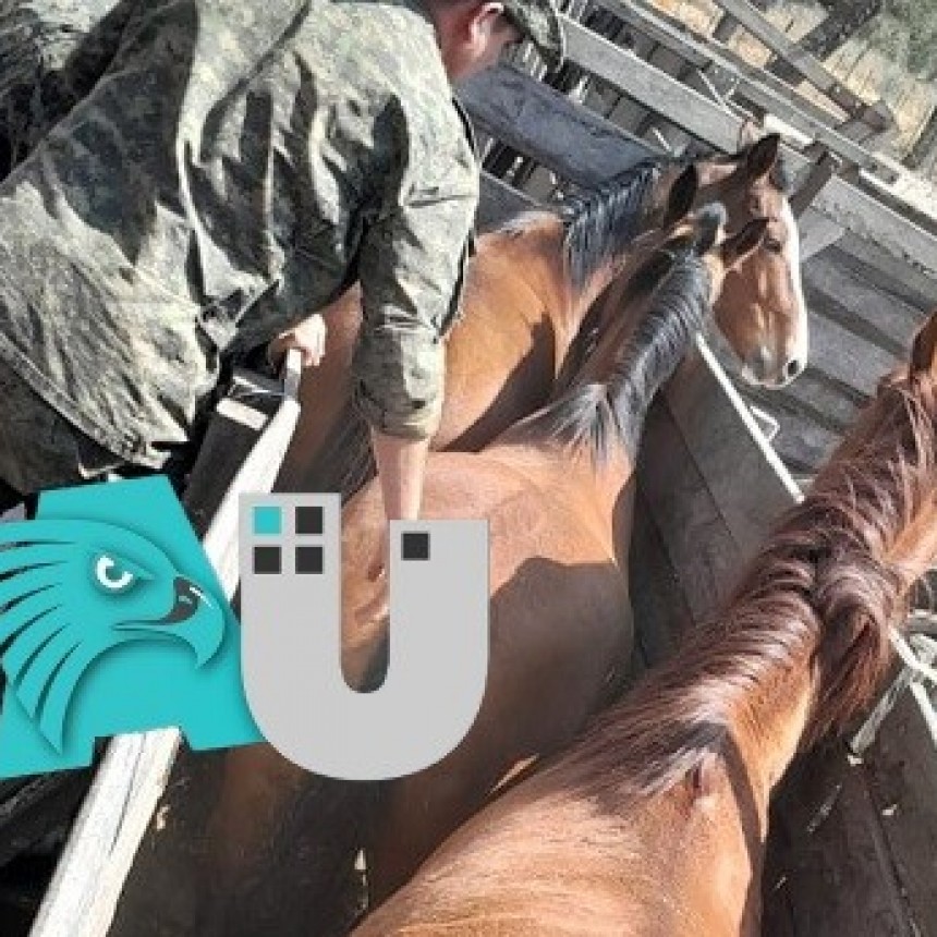 Resguardan a seis caballos que deambulaban cerca de Los Frentones
