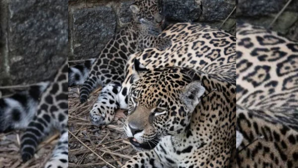 En proyecto de recuperación de la especie, Tania dio a luz a otro yaguareté 