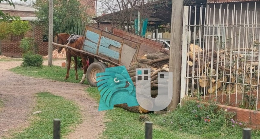 Denuncian Tracción a Sangre en Fontana