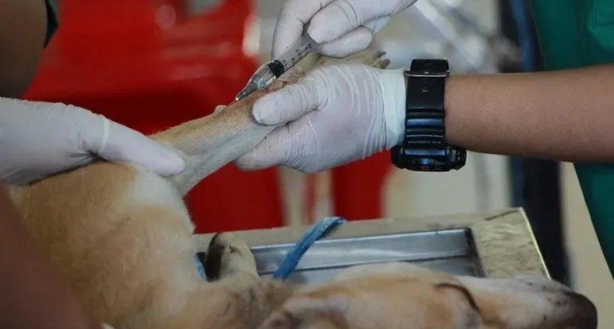 Corrientes tendrá el primer banco de sangre animal del país