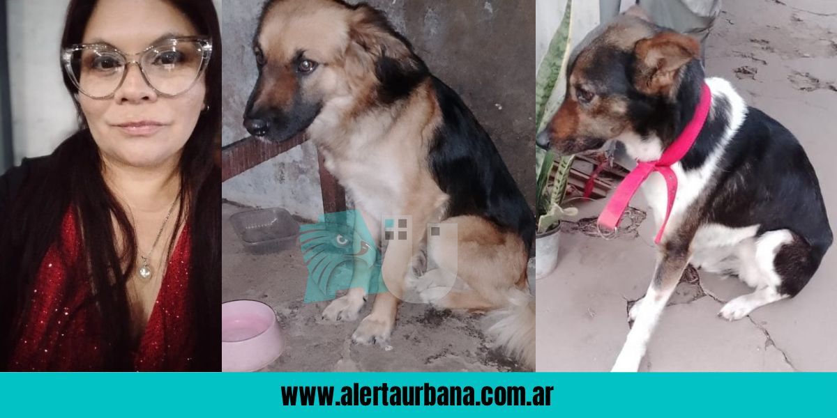 Desesperado pedido para reubicar perros de una abuela con Alzheimer