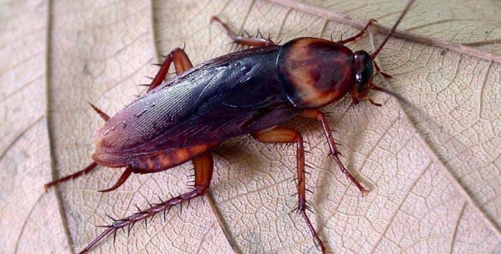 Crearon un arma láser con inteligencia artificial para matar cucarachas