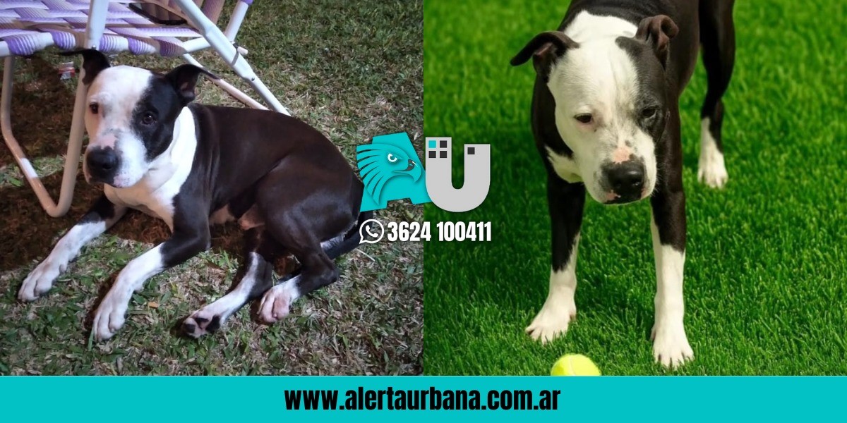  Machagai: desesperada búsqueda de un Pitbull y ofrecen recompensa