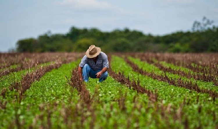 Hoy es el Día Mundial de la Agricultura, un homenaje al sector que alimenta al mundo